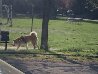 Cani nei parchi a Piacenza senza guinzaglio, diverse le segnalazioni. Burgio: "Tutti gli animali sono bravissimi, ma possono esserci reazioni incontrollate" - AUDIO