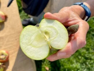 Agli Orti si scopre la biodiversità con una degustazione di frutti antichi il 24 ottobre