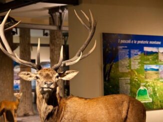 Museo di Storia Naturale di Piacenza, le iniziative di dicembre. Annarita Volpi: "Il 2022 è stato l'anno della rinascita" - AUDIO