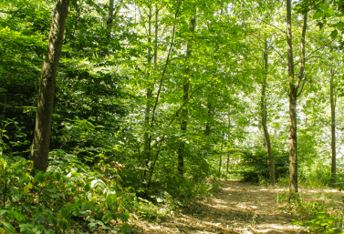 Forest Bathing Convegno Nazionale