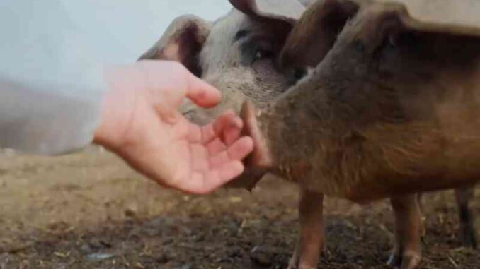 Cuori Liberi, proiezione del film a San Nicolò