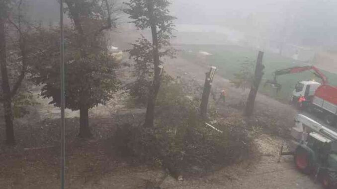 Abbattimento degli alberi in Piazza Cittadella, iniziati i lavori