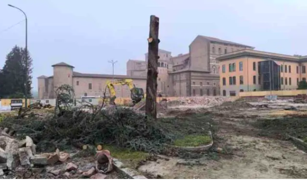 Piazza Cittadella Archistorica taglio piante