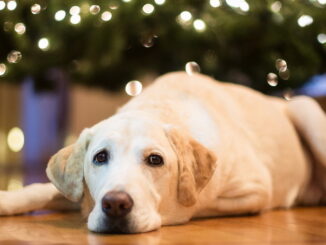 Cani-e-botti-di-capodanno-i-consigli-di-Loris-Burgio